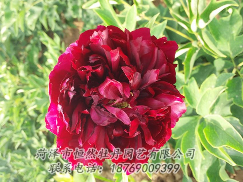 點(diǎn)擊查看詳細(xì)信息<br>標(biāo)題：紅色牡丹 閱讀次數(shù)：1018