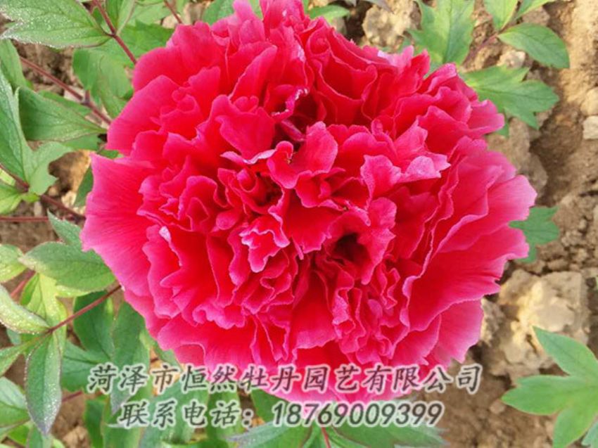 點(diǎn)擊查看詳細(xì)信息<br>標(biāo)題：紅色牡丹 閱讀次數(shù)：1137