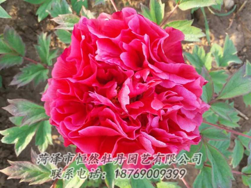 點(diǎn)擊查看詳細(xì)信息<br>標(biāo)題：紅色牡丹 閱讀次數(shù)：1996
