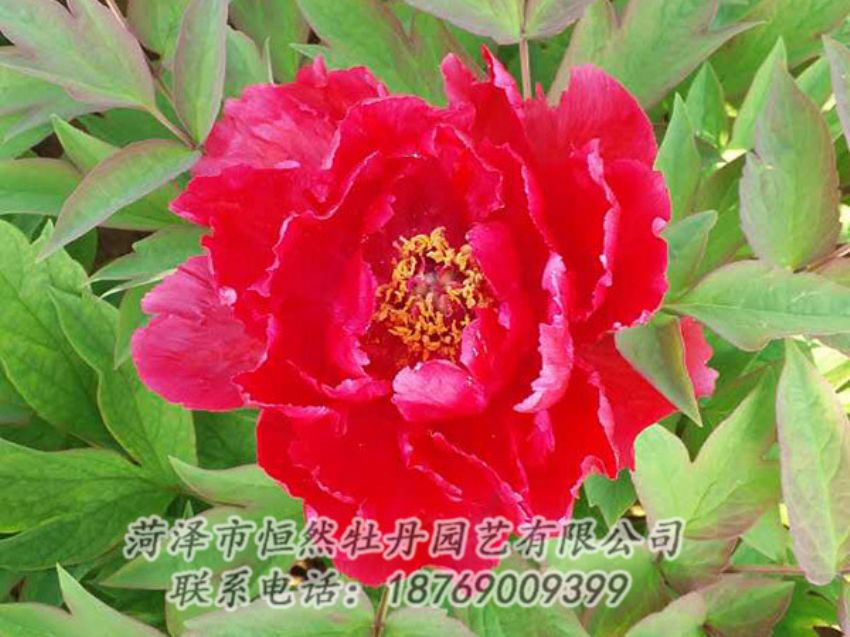 點(diǎn)擊查看詳細(xì)信息<br>標(biāo)題：紅色牡丹 閱讀次數(shù)：1171