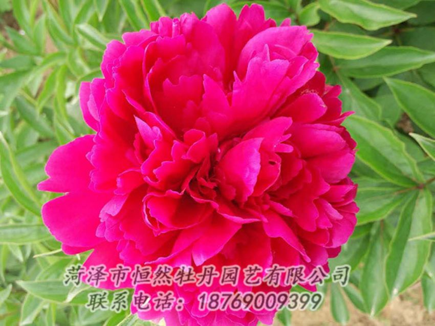 點擊查看詳細(xì)信息<br>標(biāo)題：紅色芍藥 閱讀次數(shù)：1044