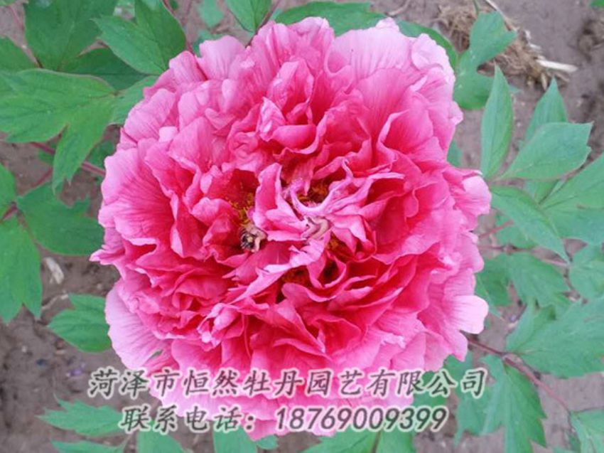 點(diǎn)擊查看詳細(xì)信息<br>標(biāo)題：紅色牡丹 閱讀次數(shù)：2063