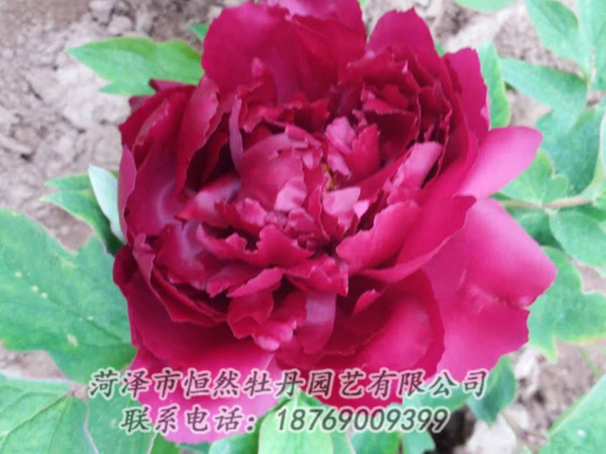 點(diǎn)擊查看詳細(xì)信息<br>標(biāo)題：紅色牡丹 閱讀次數(shù)：1381