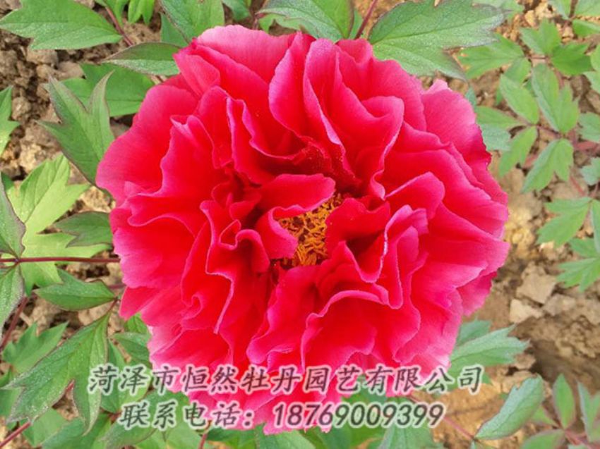點(diǎn)擊查看詳細(xì)信息<br>標(biāo)題：紅色牡丹 閱讀次數(shù)：1215