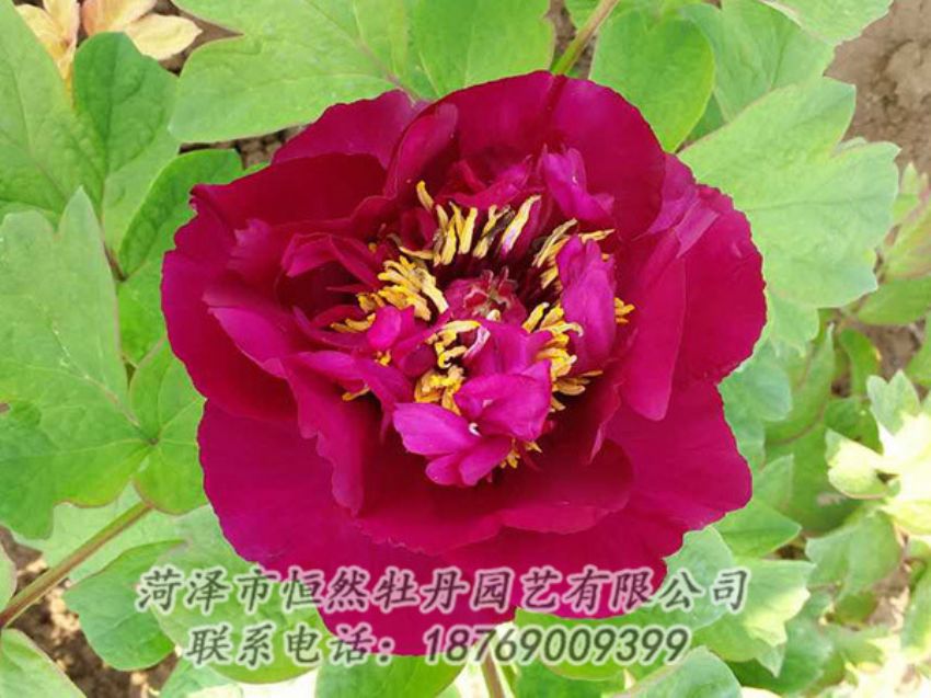 點(diǎn)擊查看詳細(xì)信息<br>標(biāo)題：紅色牡丹 閱讀次數(shù)：1962