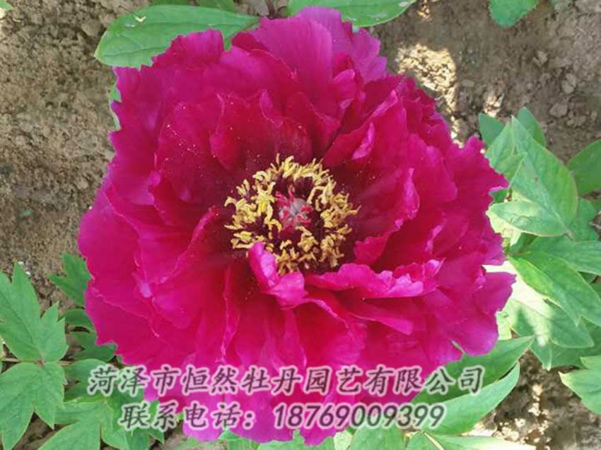 點(diǎn)擊查看詳細(xì)信息<br>標(biāo)題：紅色牡丹 閱讀次數(shù)：1327