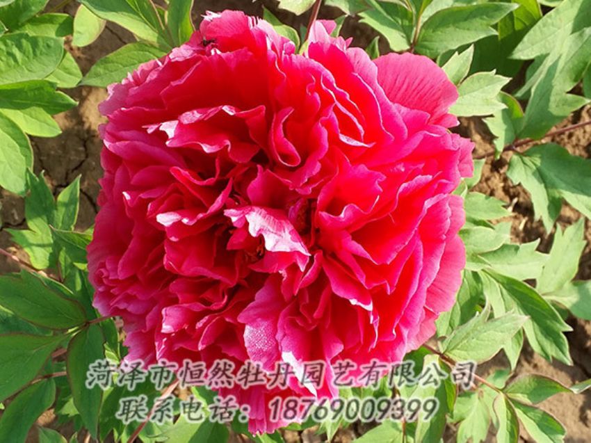 點(diǎn)擊查看詳細(xì)信息<br>標(biāo)題：紅色牡丹 閱讀次數(shù)：1339