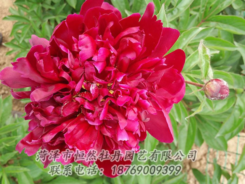 點擊查看詳細(xì)信息<br>標(biāo)題：紅色芍藥 閱讀次數(shù)：1081