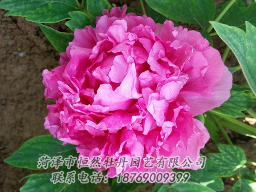 點(diǎn)擊查看詳細(xì)信息<br>標(biāo)題：紅色牡丹 閱讀次數(shù)：2185