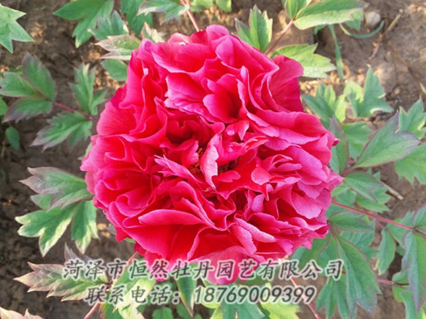 點(diǎn)擊查看詳細(xì)信息<br>標(biāo)題：紅色牡丹 閱讀次數(shù)：1325