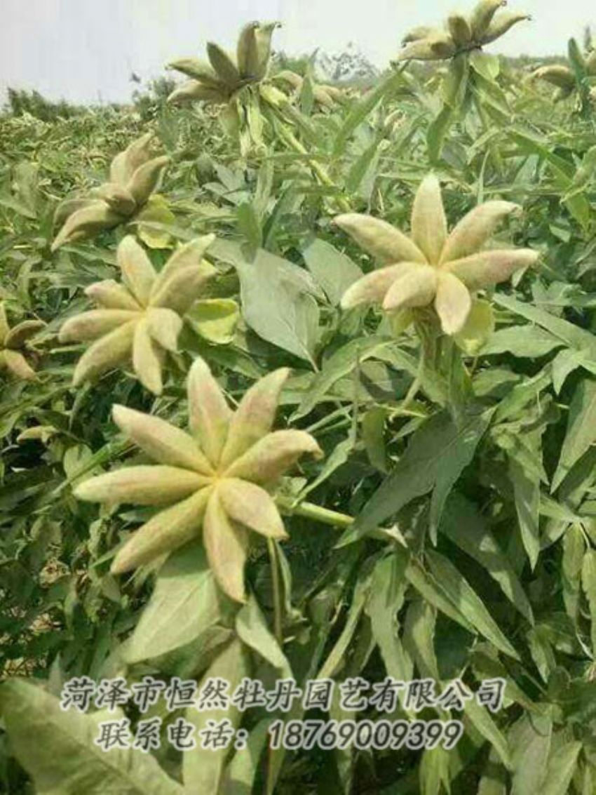點擊查看詳細(xì)信息<br>標(biāo)題：油用牡丹 閱讀次數(shù)：1291