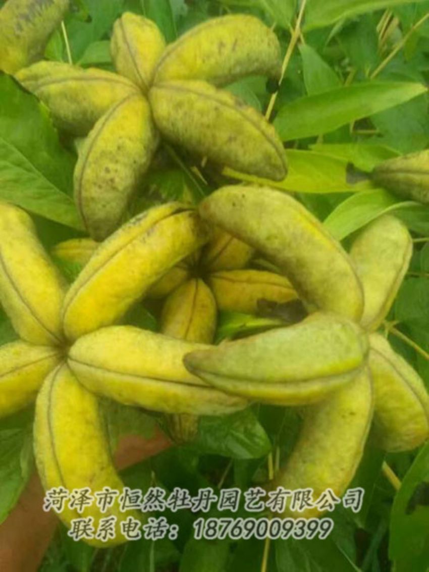 點擊查看詳細(xì)信息<br>標(biāo)題：油用牡丹 閱讀次數(shù)：1327