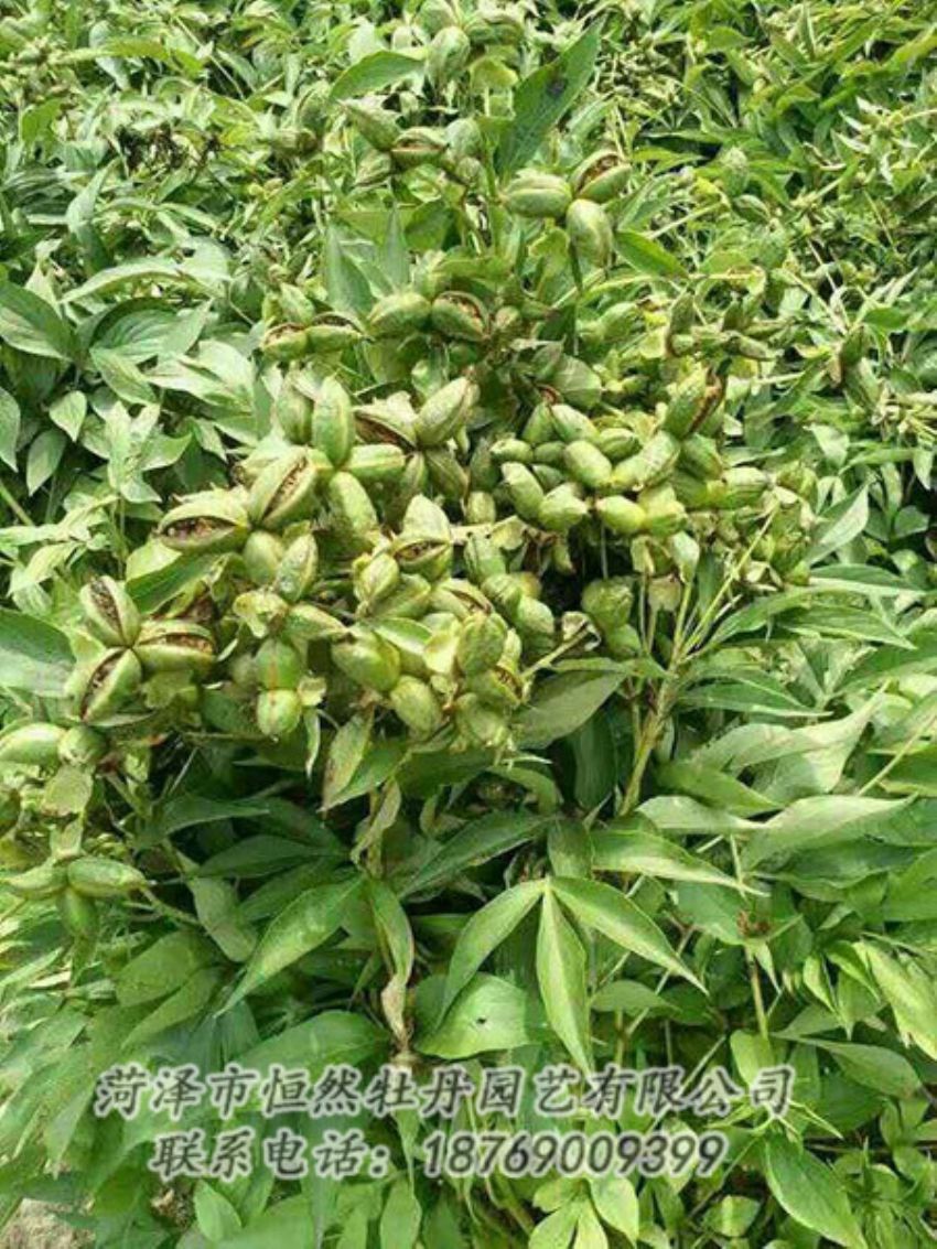 點擊查看詳細(xì)信息<br>標(biāo)題：油用牡丹 閱讀次數(shù)：1281