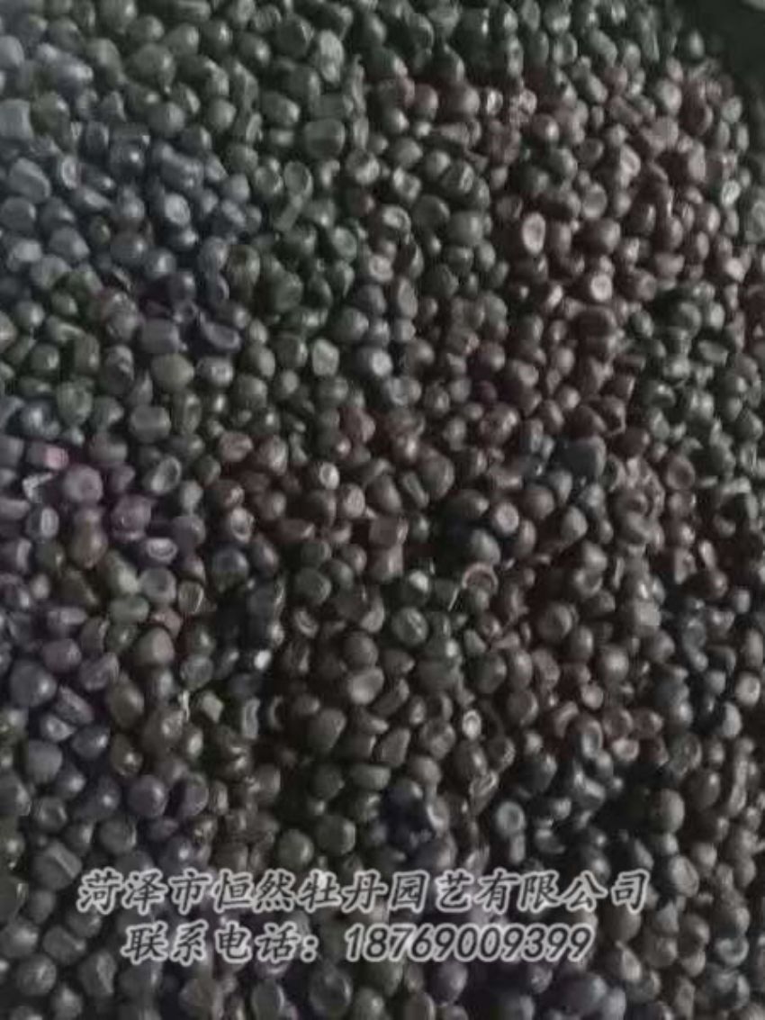 點(diǎn)擊查看詳細(xì)信息<br>標(biāo)題：油用牡丹 閱讀次數(shù)：1250