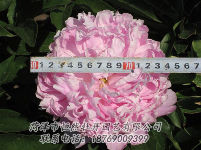 點擊查看詳細信息<br>標題：桃面爭春 閱讀次數：1263