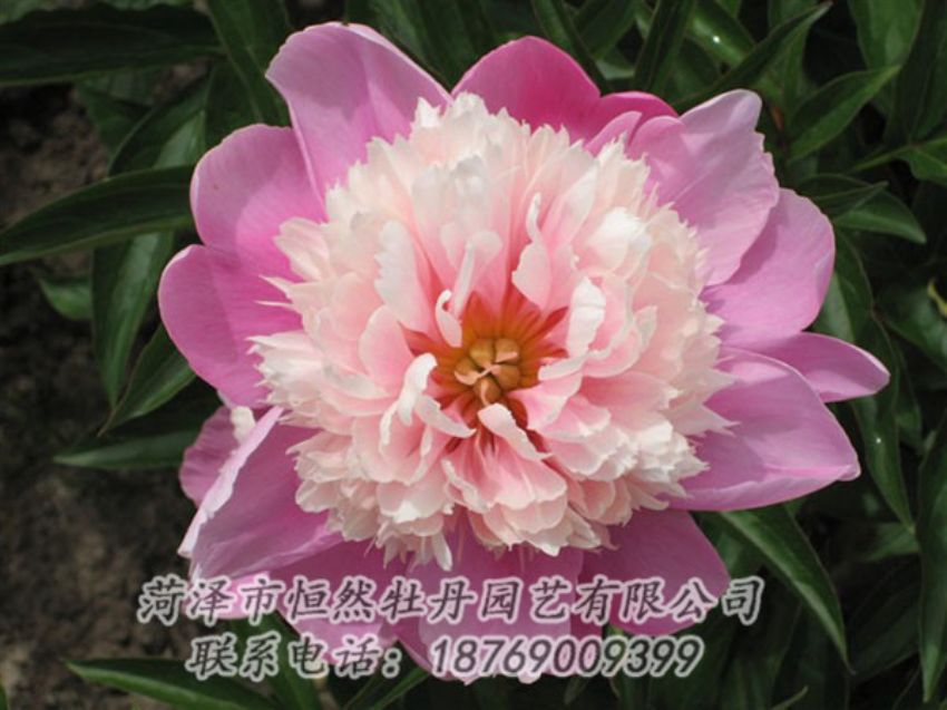點(diǎn)擊查看詳細(xì)信息<br>標(biāo)題：蓮花臺(tái) 閱讀次數(shù)：2127