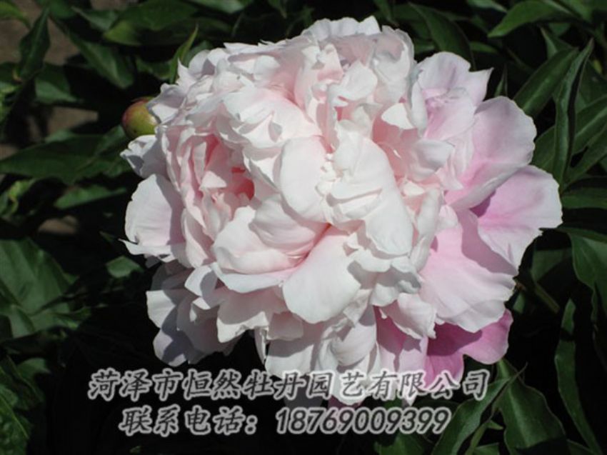 點(diǎn)擊查看詳細(xì)信息<br>標(biāo)題：粉玉樓 閱讀次數(shù)：1257