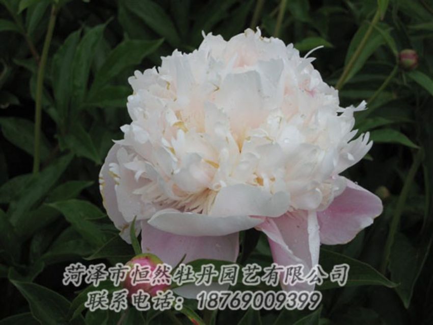 點(diǎn)擊查看詳細(xì)信息<br>標(biāo)題：粉池滴翠 閱讀次數(shù)：1298