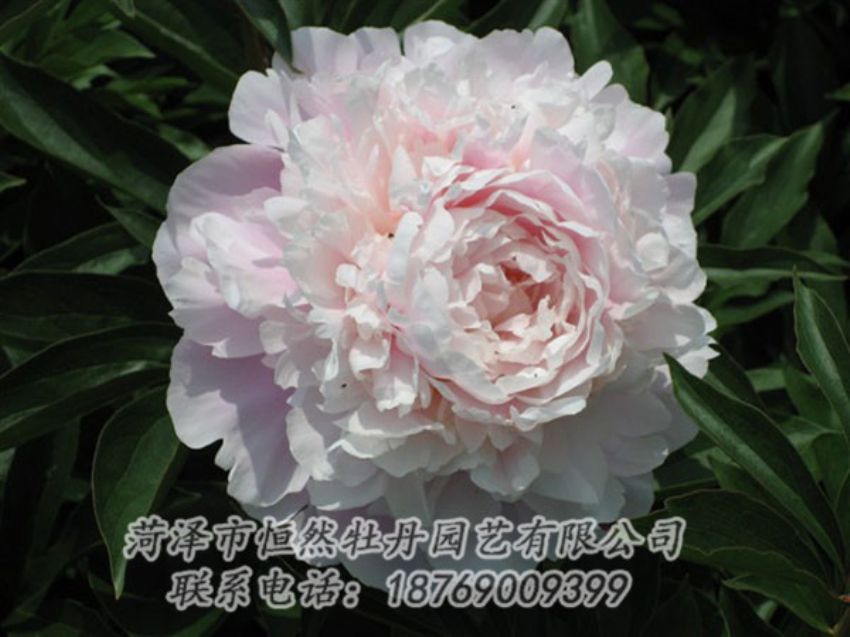 點(diǎn)擊查看詳細(xì)信息<br>標(biāo)題：遲粉 閱讀次數(shù)：1280