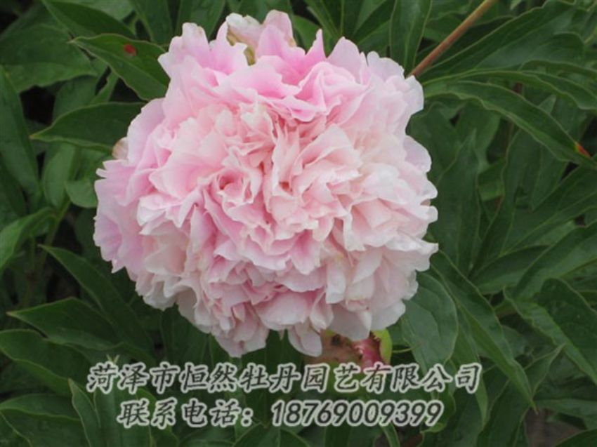 點(diǎn)擊查看詳細(xì)信息<br>標(biāo)題：粉面桃花 閱讀次數(shù)：1358