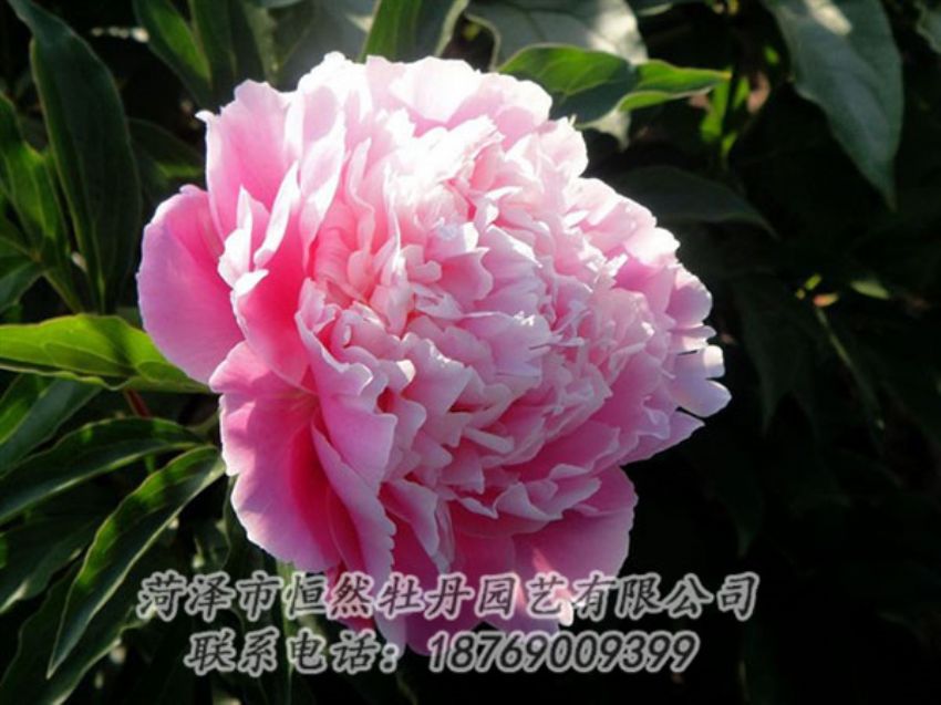 點(diǎn)擊查看詳細(xì)信息<br>標(biāo)題：粉色芍藥 閱讀次數(shù)：2146