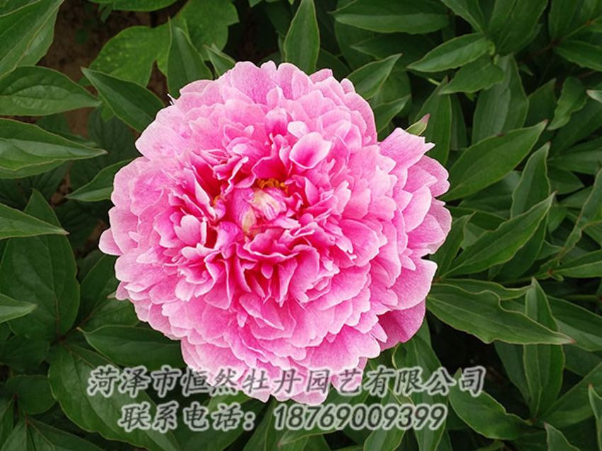 點(diǎn)擊查看詳細(xì)信息<br>標(biāo)題：粉色芍藥 閱讀次數(shù)：1227