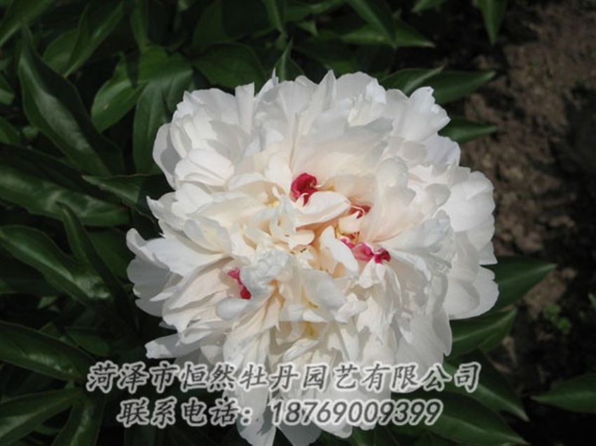 點擊查看詳細信息<br>標題：雪原紅星 閱讀次數(shù)：1494