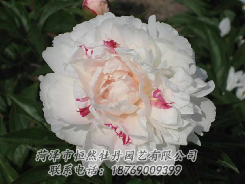 點擊查看詳細信息<br>標題：五花龍玉 閱讀次數(shù)：1256