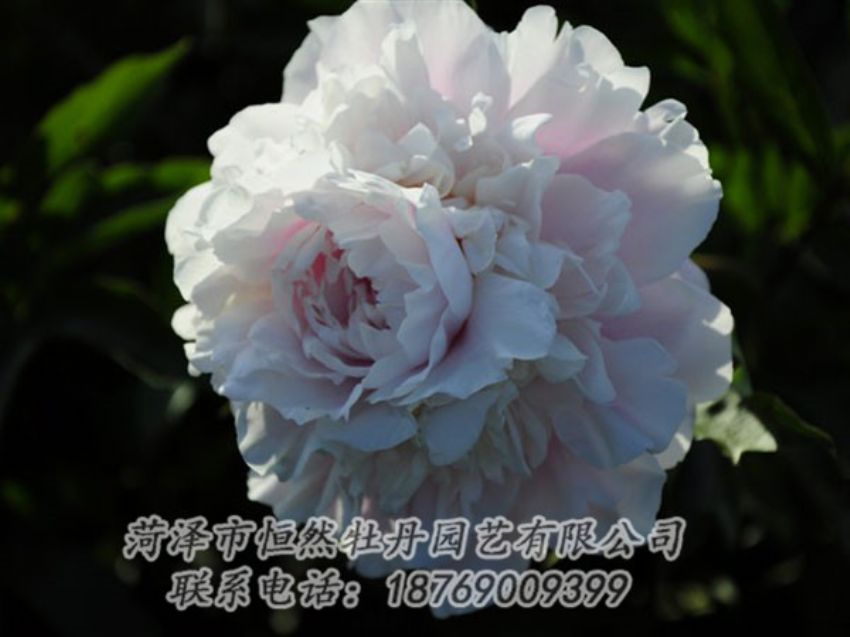 點(diǎn)擊查看詳細(xì)信息<br>標(biāo)題：粉色芍藥 閱讀次數(shù)：1206