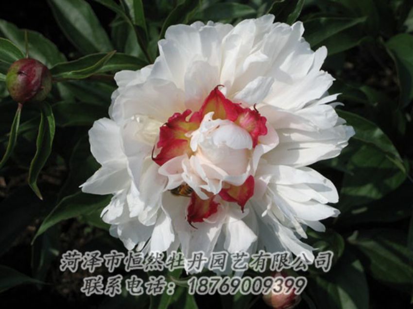 點(diǎn)擊查看詳細(xì)信息<br>標(biāo)題：無(wú)花龍玉 閱讀次數(shù)：2139