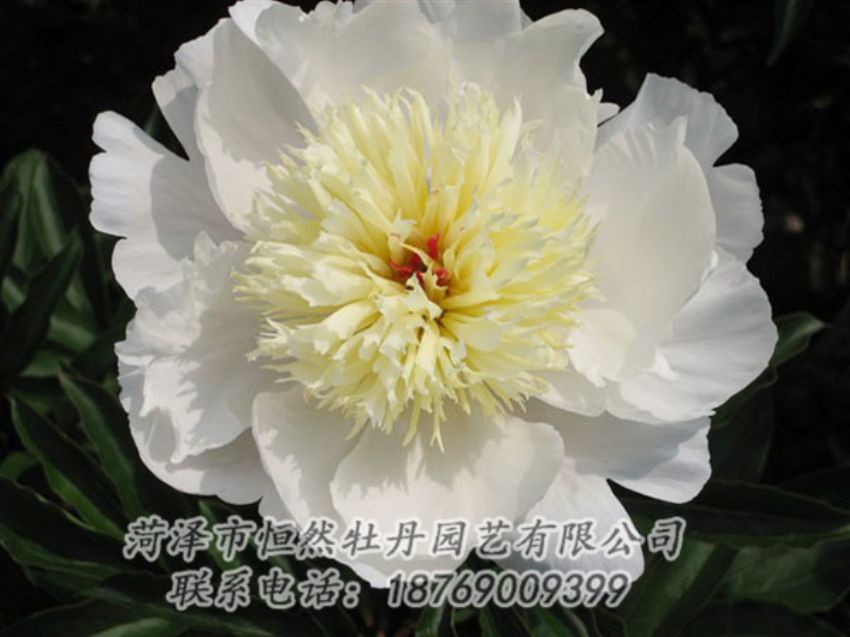 點擊查看詳細信息<br>標題：金簪刺玉 閱讀次數(shù)：1295