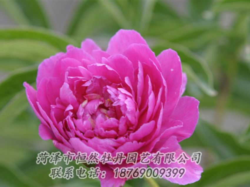 點擊查看詳細(xì)信息<br>標(biāo)題：紅茶花 閱讀次數(shù)：1057