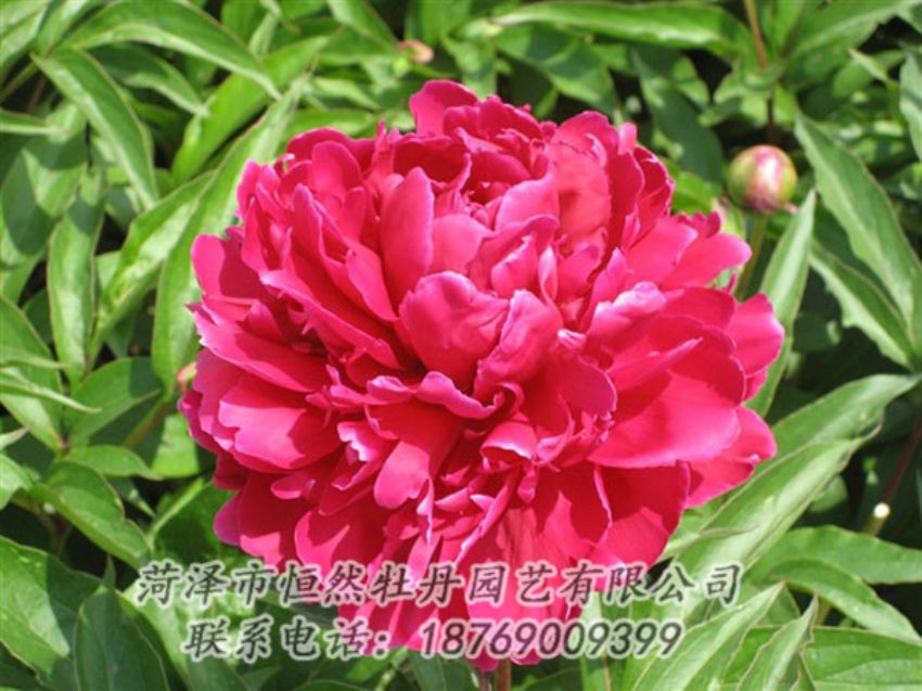 點擊查看詳細(xì)信息<br>標(biāo)題：國紅 閱讀次數(shù)：1041