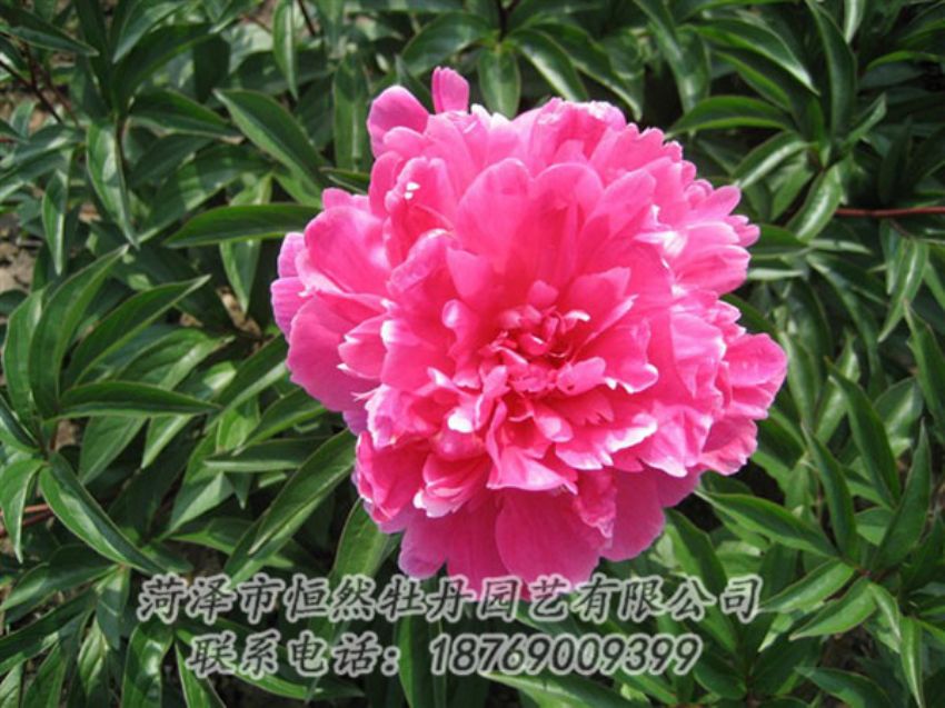 點擊查看詳細(xì)信息<br>標(biāo)題：富貴紅 閱讀次數(shù)：1022