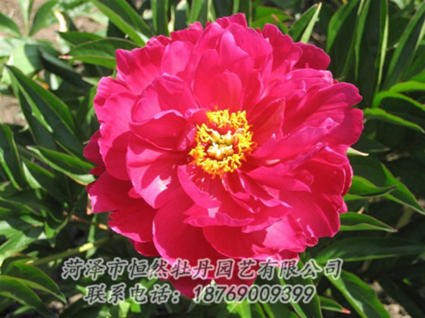 點擊查看詳細(xì)信息<br>標(biāo)題：大紅赤金 閱讀次數(shù)：1106