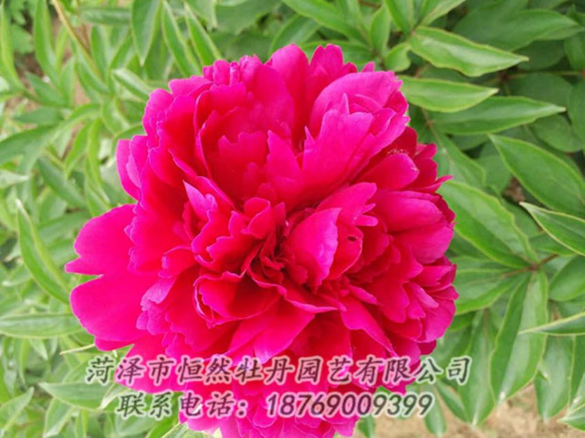 點擊查看詳細(xì)信息<br>標(biāo)題：紅色芍藥 閱讀次數(shù)：1048