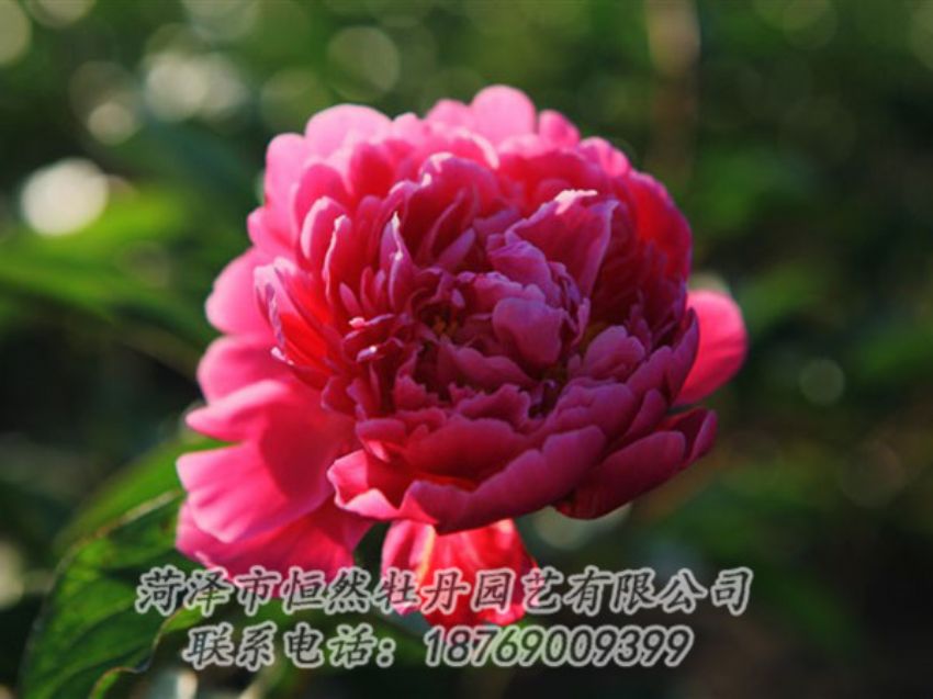 點擊查看詳細(xì)信息<br>標(biāo)題：大紅赤金 閱讀次數(shù)：1082