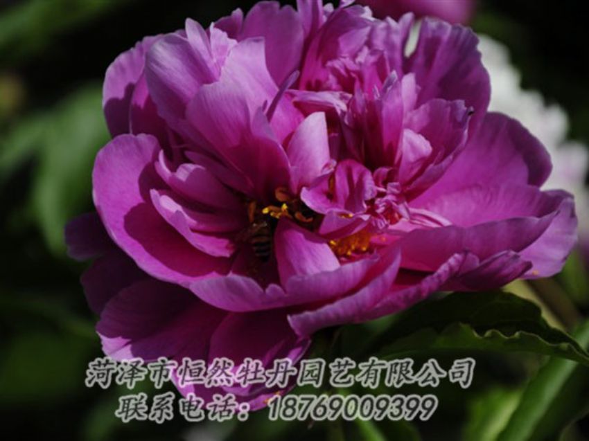 點擊查看詳細信息<br>標題：紫凌 閱讀次數(shù)：1202