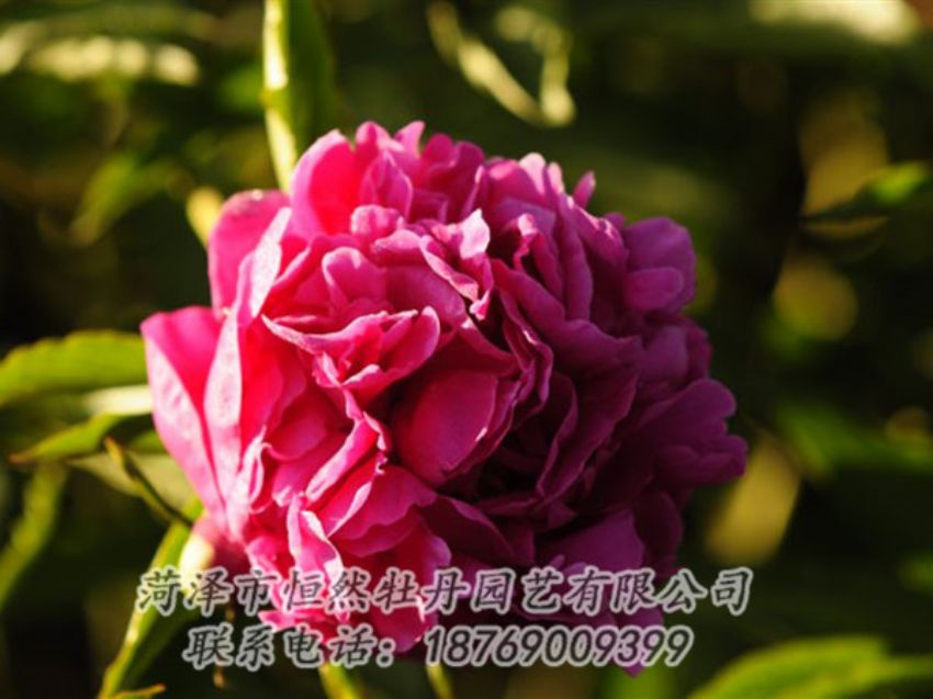 點擊查看詳細信息<br>標題：紫鳳朝陽 閱讀次數(shù)：1277