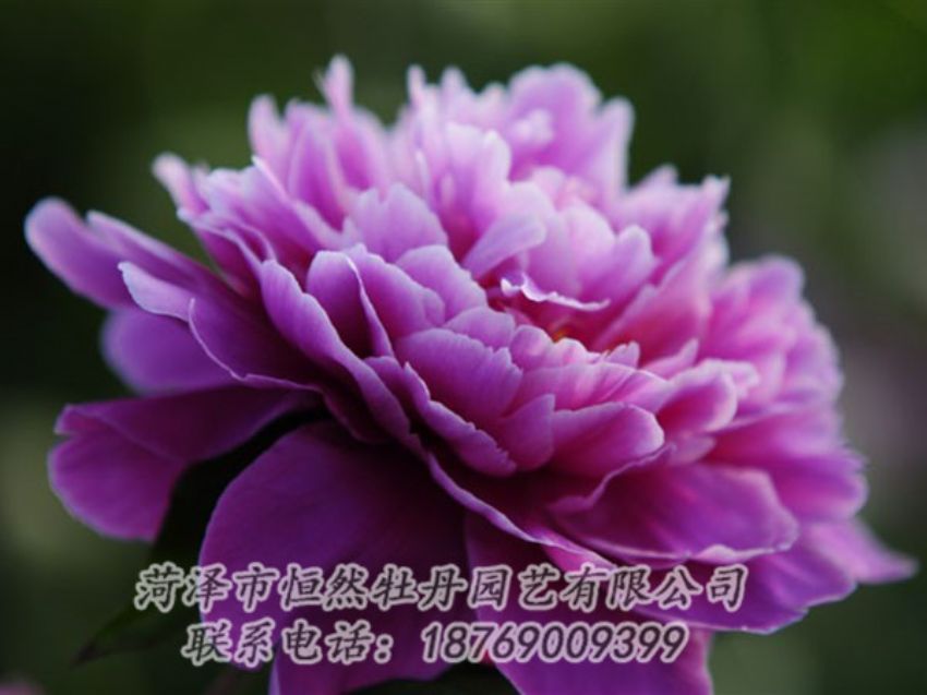 點(diǎn)擊查看詳細(xì)信息<br>標(biāo)題：紫色芍藥 閱讀次數(shù)：2166