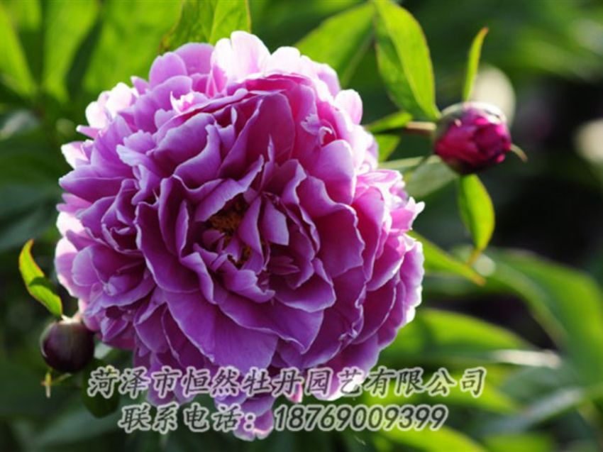 點擊查看詳細信息<br>標題：紫色芍藥 閱讀次數(shù)：1304