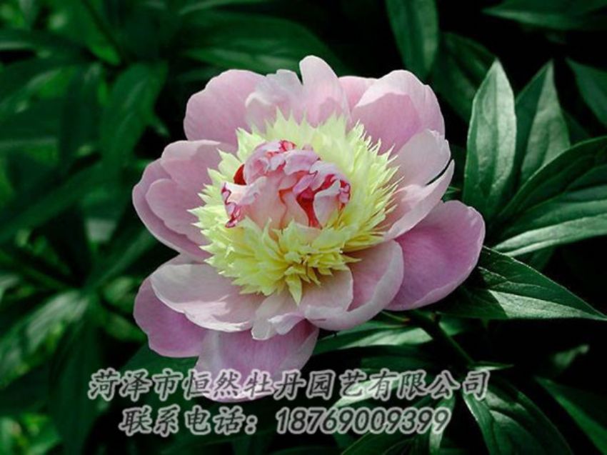 點擊查看詳細信息<br>標題：復色芍藥 閱讀次數(shù)：1231
