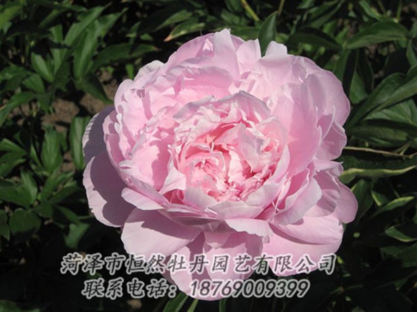 點(diǎn)擊查看詳細(xì)信息<br>標(biāo)題：藍(lán)田碧玉 閱讀次數(shù)：2364