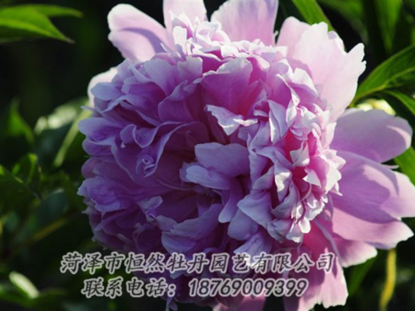 點擊查看詳細信息<br>標題：藍菊 閱讀次數(shù)：1269