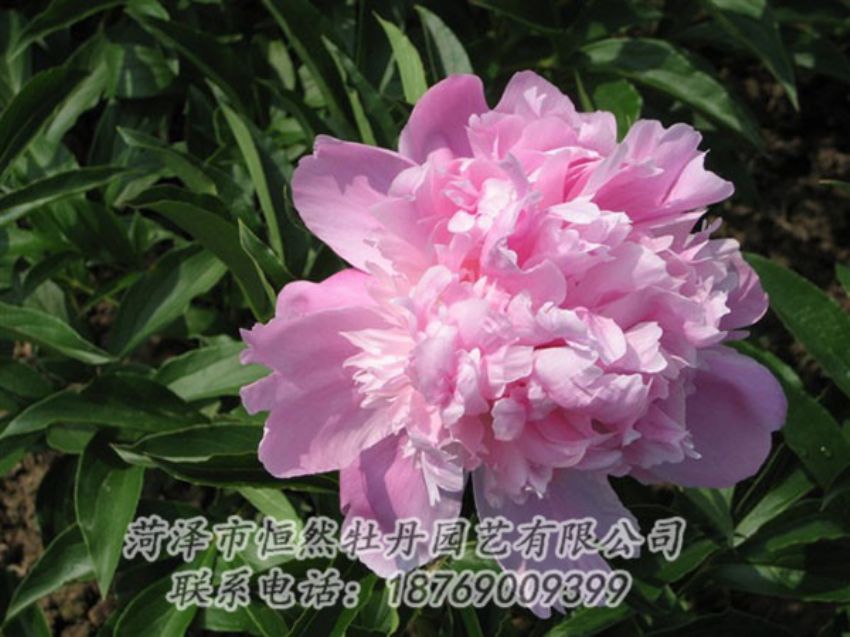 點擊查看詳細信息<br>標題：富士山 閱讀次數(shù)：1197