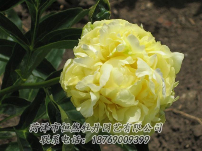 點(diǎn)擊查看詳細(xì)信息<br>標(biāo)題：黃色芍藥 閱讀次數(shù)：2061