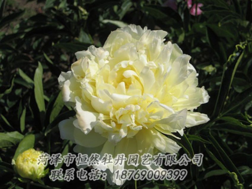 點(diǎn)擊查看詳細(xì)信息<br>標(biāo)題：黃金輪 閱讀次數(shù)：1242