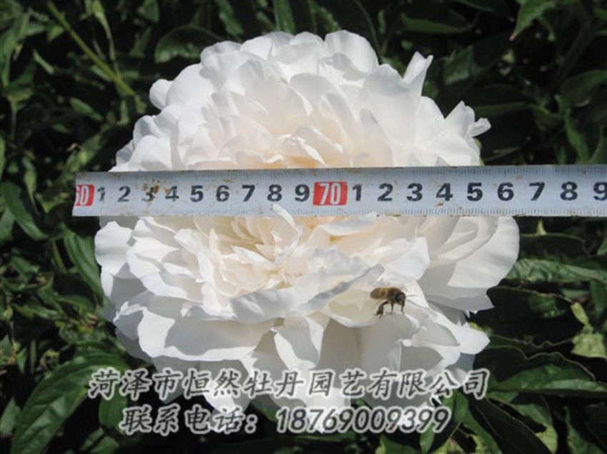點(diǎn)擊查看詳細(xì)信息<br>標(biāo)題：楊妃出浴 閱讀次數(shù)：1294