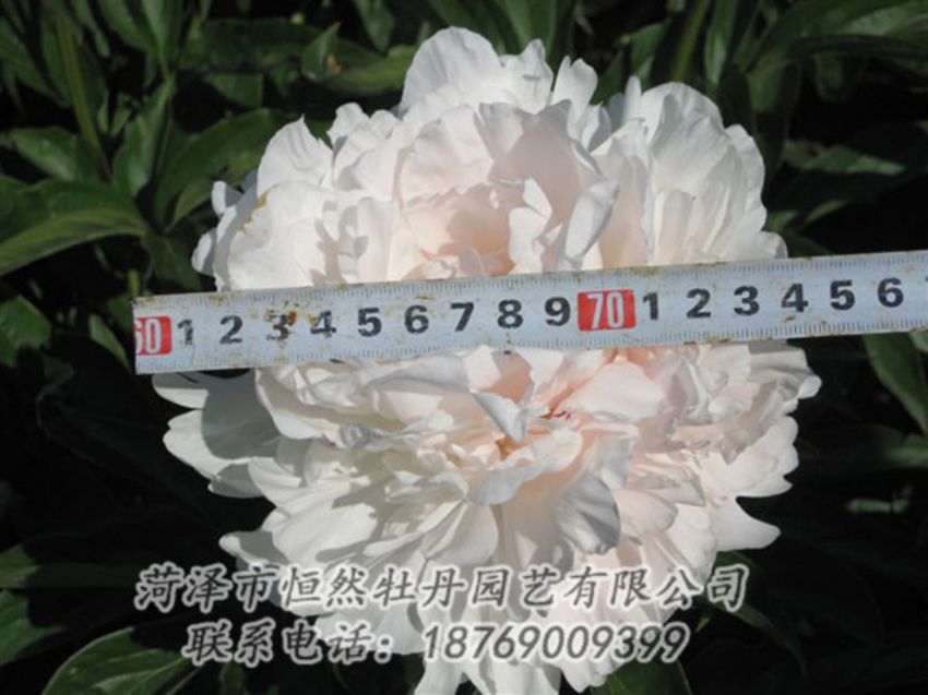 點(diǎn)擊查看詳細(xì)信息<br>標(biāo)題：雪峰 閱讀次數(shù)：1163