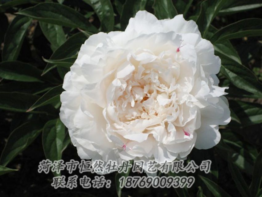 點(diǎn)擊查看詳細(xì)信息<br>標(biāo)題：娃娃面 閱讀次數(shù)：1974